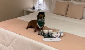 Parceria Resort Matiz Igaratá Eventos & Spa e Soft Care reforça compromisso com bem-estar dos pets