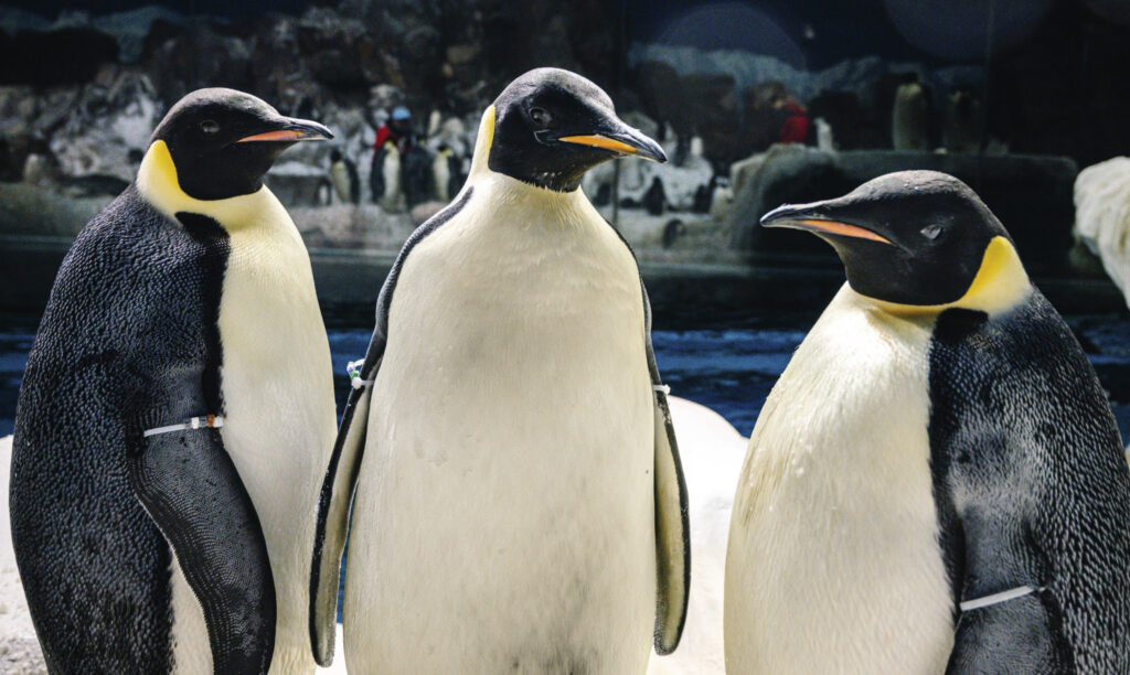 SeaWorld Orlando passa a exibir únicos pinguins-imperadores do hemisfério ocidental 1 unnamed 13 1 SeaWorld Orlando passa a exibir únicos pinguins-imperadores do hemisfério ocidental