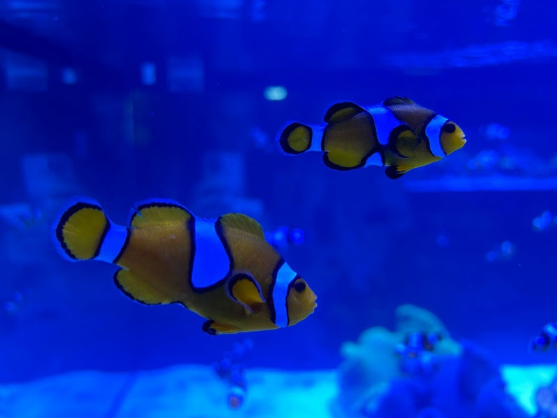 AquaRio promove Sessão Azul com entrada gratuita para pessoas com autismo 1 unnamed 2 AquaRio promove Sessão Azul com entrada gratuita para pessoas com autismo