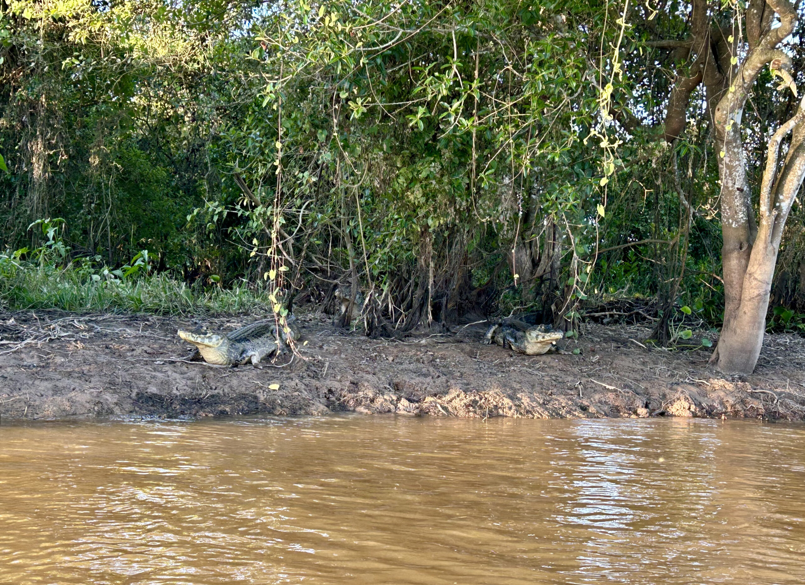 Entre o cerrado e o Pantanal: o novo papel do Turismo em Mato Grosso 1 Jacares avistados durante passeio de barco pelo Pantanal Giulia Jardim ME scaled Entre o cerrado e o Pantanal: o novo papel do Turismo em Mato Grosso