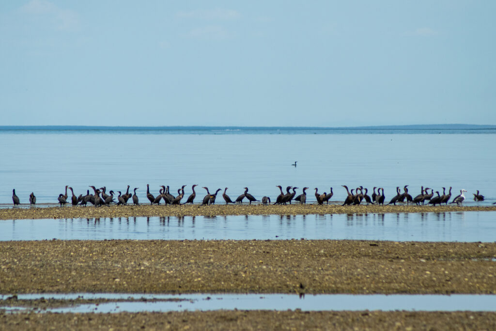 Los Cabos conquista selo Bird City e anuncia 1º Festival Internacional das Aves 2025 Los Cabos conquista selo Bird City e anuncia 1º Festival Internacional das Aves 2025