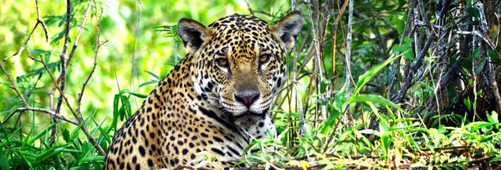 safari pantanal mato grosso Descubra o Brasil com a Civitatis: Experiências para todos os perfis de viajantes 