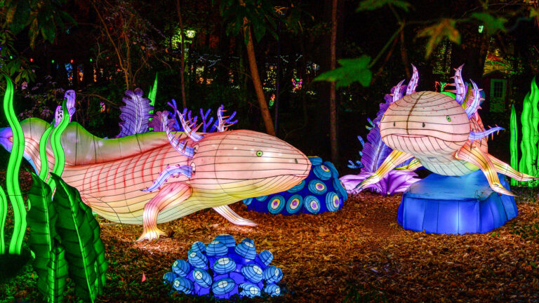 Central Florida Zoo Orlando celebra a temporada de fim de ano com 70 dias de festividades