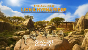 Busch Gardens