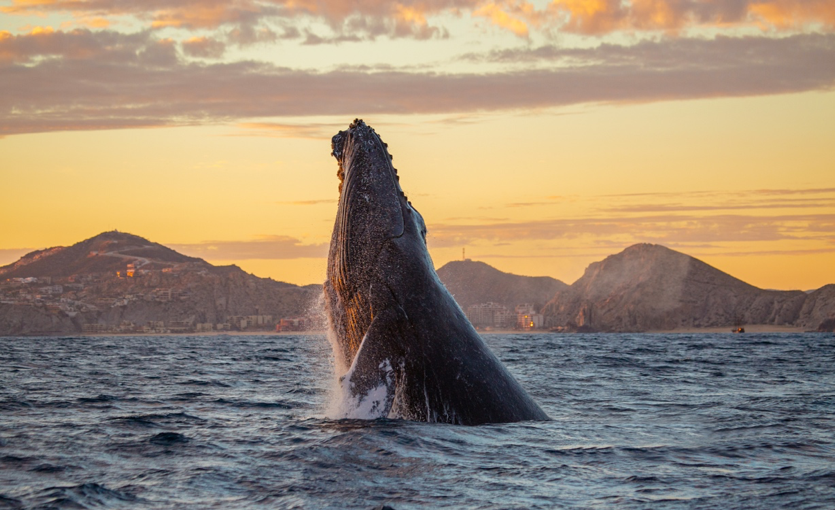 7 cartões-postais de Los Cabos: um canto do Pacífico mais perto do que nunca 5 Los Cabos 3 7 cartões-postais de Los Cabos: um canto do Pacífico mais perto do que nunca