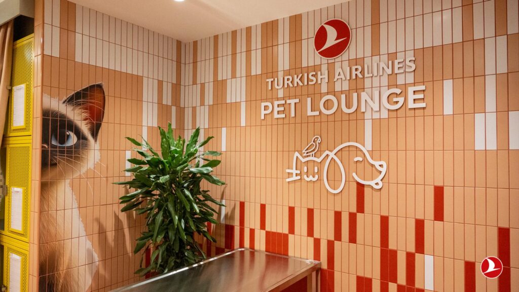 Patas a bordo: Turkish Airlines apresenta guia completo para viajar com pets