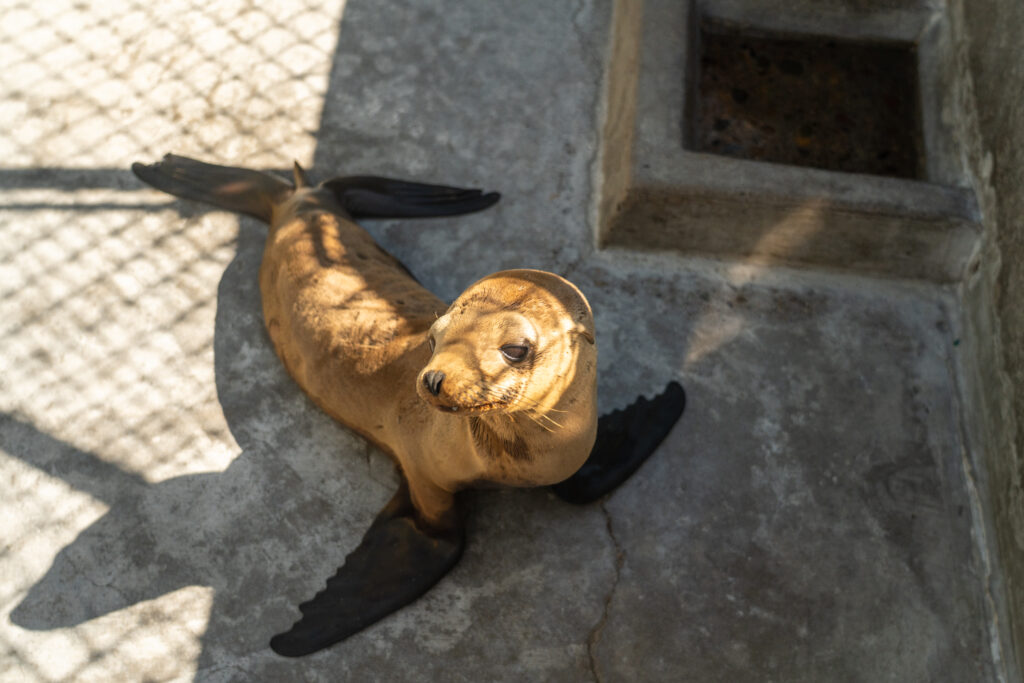SeaWorld alcança 43 mil resgates de animais e registra novo caso na Califórnia (Divulgação/SeaWorld)