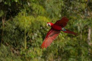 amazônia