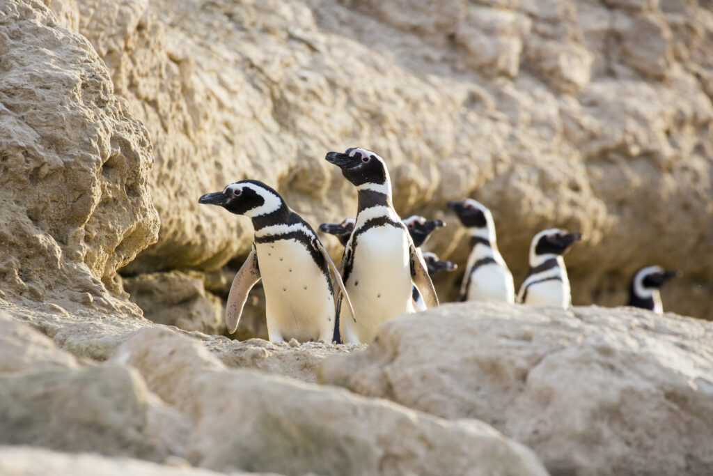 Península Valdés começa temporada de pinguins com campanha para operadoras brasileiras Valdés