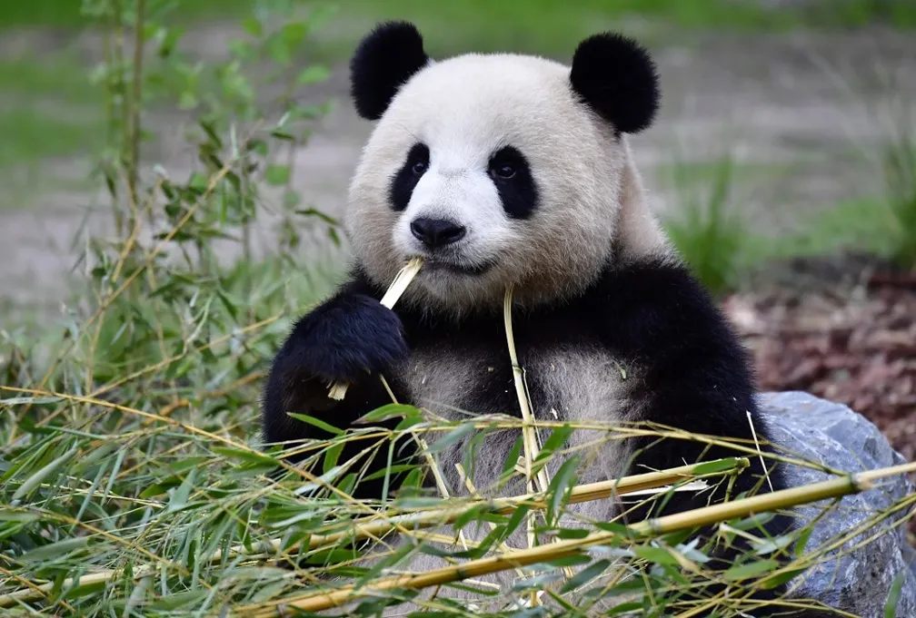 Panda Gigante celebra aniversário na China com bolo de bambus: descubra onde ficam os 42 pandas fora do país Panda Gigante celebra aniversário na China com bolo de bambus: descubra onde ficam os 42 pandas fora do país