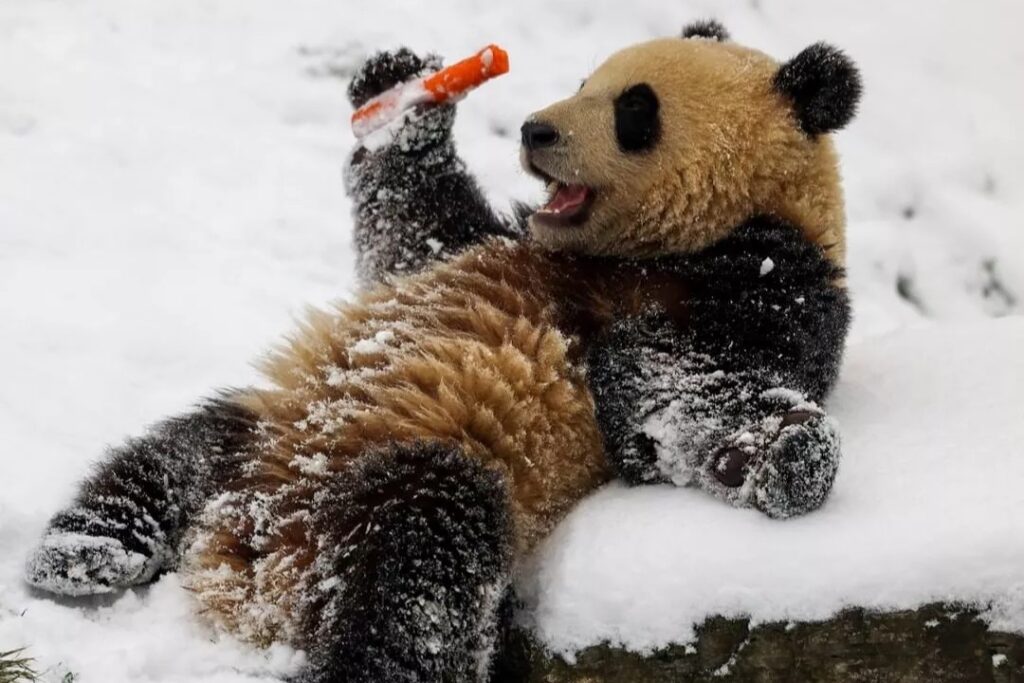 Panda Gigante celebra aniversário na China com bolo de bambus: descubra onde ficam os 42 pandas fora do país Panda Gigante celebra aniversário na China com bolo de bambus: descubra onde ficam os 42 pandas fora do país