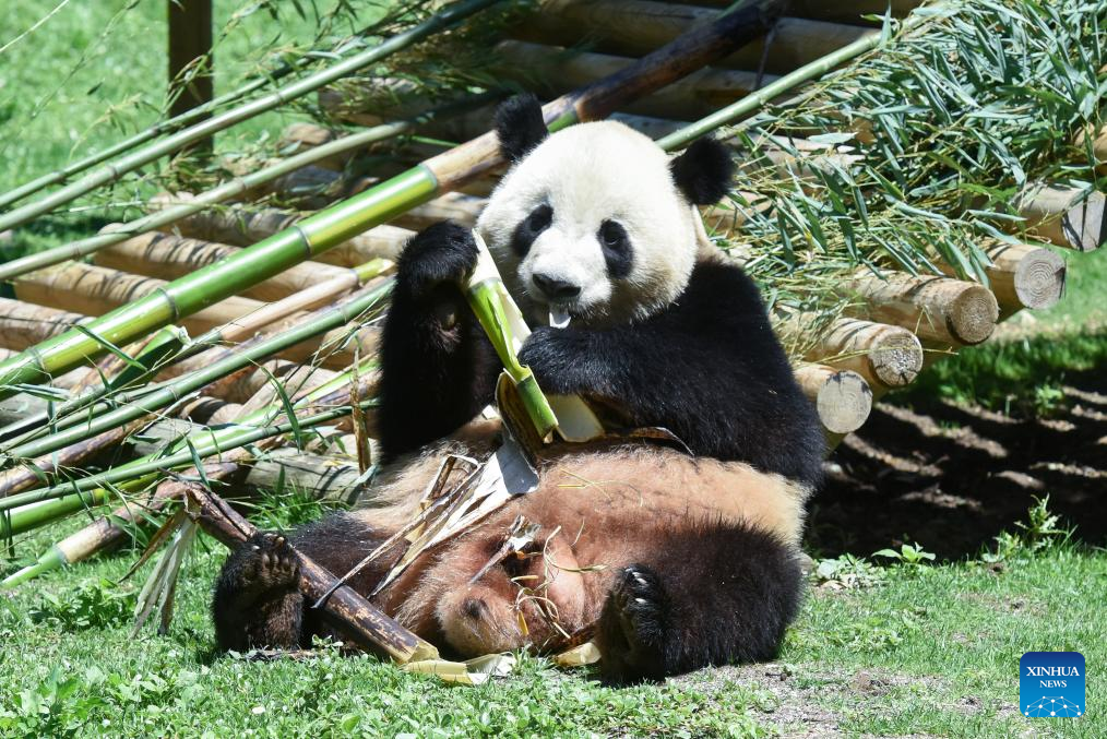 Panda Gigante celebra aniversário na China com bolo de bambus: descubra onde ficam os 42 pandas fora do país Panda Gigante celebra aniversário na China com bolo de bambus: descubra onde ficam os 42 pandas fora do país
