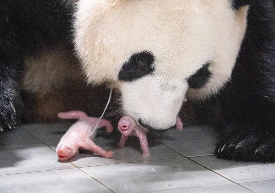 Panda Gigante celebra aniversário na China com bolo de bambus: descubra onde ficam os 42 pandas fora do país Panda Gigante celebra aniversário na China com bolo de bambus: descubra onde ficam os 42 pandas fora do país