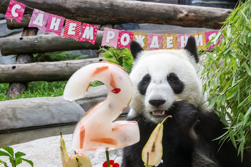 Panda Gigante celebra aniversário na China com bolo de bambus: descubra onde ficam os 42 pandas fora do país Panda Gigante celebra aniversário na China com bolo de bambus: descubra onde ficam os 42 pandas fora do país