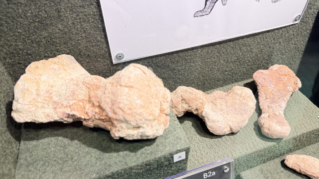 Dia Mundial do Fóssil: conheça 5 artefatos históricos encontrados no Brasil