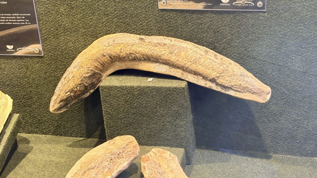 Dia Mundial do Fóssil: conheça 5 artefatos históricos encontrados no Brasil