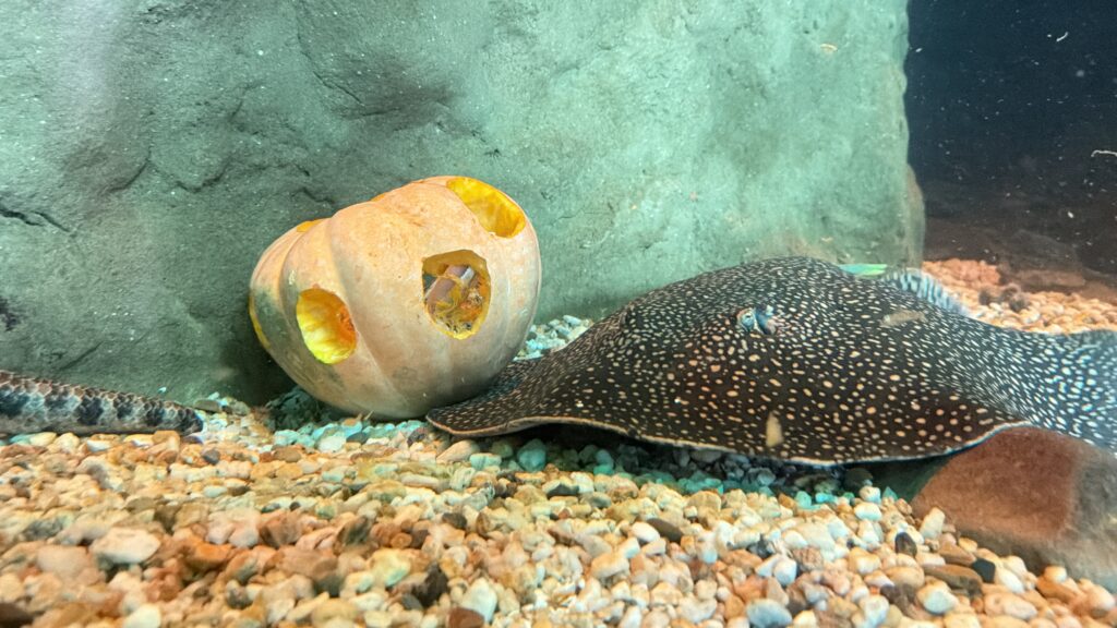 Halloween animal: polvo, lontras e capivaras ganham desafios ‘assustadores’ em aquário de SC Halloween animal: polvo, lontras e capivaras ganham desafios ‘assustadores’ em aquário de SC