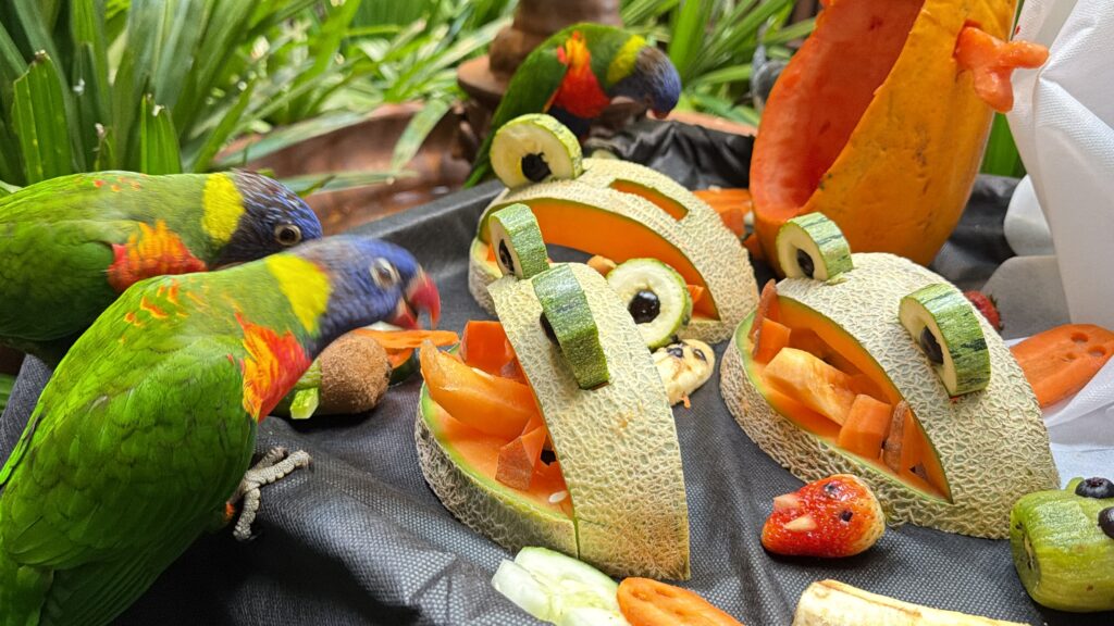 Halloween animal: polvo, lontras e capivaras ganham desafios ‘assustadores’ em aquário de SC Halloween animal: polvo, lontras e capivaras ganham desafios ‘assustadores’ em aquário de SC