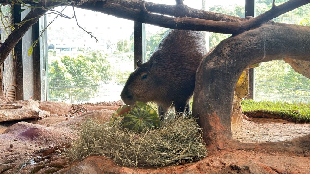 Halloween animal: polvo, lontras e capivaras ganham desafios ‘assustadores’ em aquário de SC Halloween animal: polvo, lontras e capivaras ganham desafios ‘assustadores’ em aquário de SC