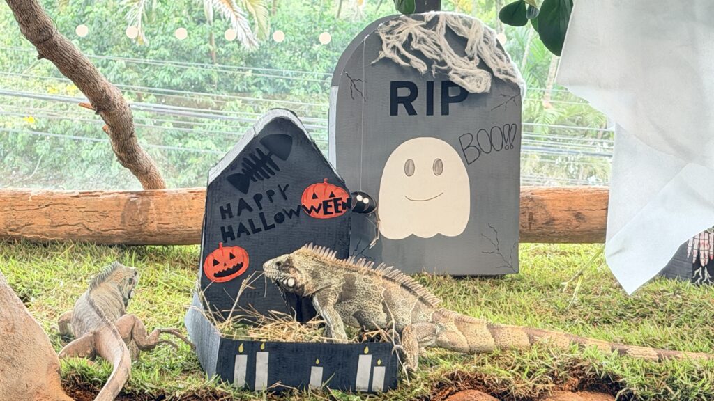 Halloween animal: polvo, lontras e capivaras ganham desafios ‘assustadores’ em aquário de SC halloween