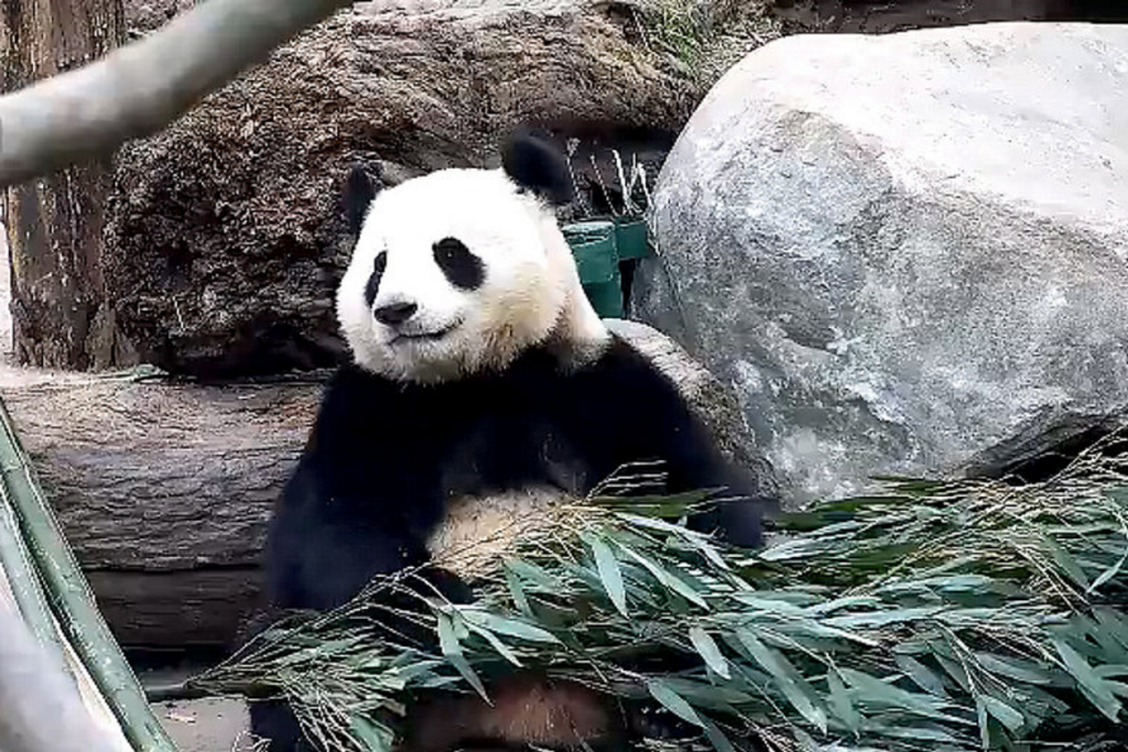 Panda Gigante celebra aniversário na China com bolo de bambus: descubra onde ficam os 42 pandas fora do país Panda Gigante celebra aniversário na China com bolo de bambus: descubra onde ficam os 42 pandas fora do país