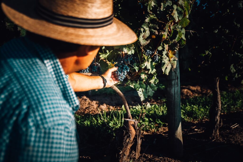 Uruguai leva 38 vinícolas e mais de 250 rótulos à ProWine São Paulo Uruguai leva 38 vinícolas e mais de 250 rótulos à ProWine São Paulo