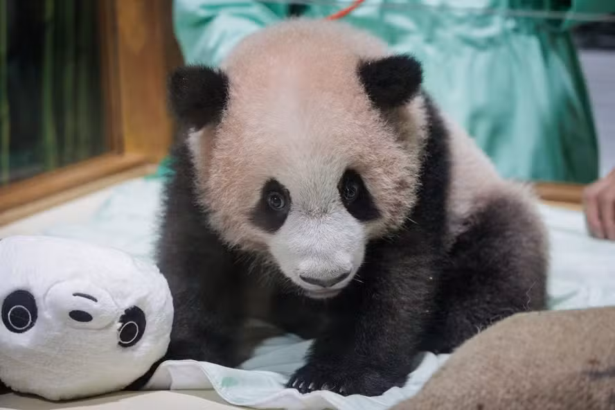 Panda Gigante celebra aniversário na China com bolo de bambus: descubra onde ficam os 42 pandas fora do país Panda Gigante celebra aniversário na China com bolo de bambus: descubra onde ficam os 42 pandas fora do país
