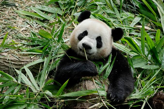 Panda Gigante celebra aniversário na China com bolo de bambus: descubra onde ficam os 42 pandas fora do país Panda Gigante celebra aniversário na China com bolo de bambus: descubra onde ficam os 42 pandas fora do país