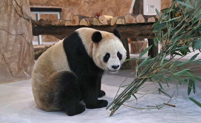 Panda Gigante celebra aniversário na China com bolo de bambus: descubra onde ficam os 42 pandas fora do país Panda Gigante celebra aniversário na China com bolo de bambus: descubra onde ficam os 42 pandas fora do país