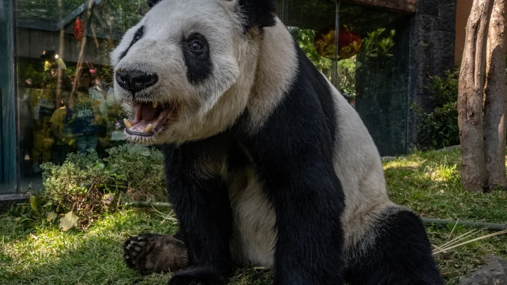 Panda Gigante celebra aniversário na China com bolo de bambus: descubra onde ficam os 42 pandas fora do país Panda Gigante celebra aniversário na China com bolo de bambus: descubra onde ficam os 42 pandas fora do país