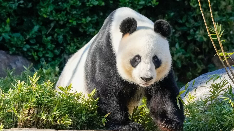 Panda Gigante celebra aniversário na China com bolo de bambus: descubra onde ficam os 42 pandas fora do país Panda Gigante celebra aniversário na China com bolo de bambus: descubra onde ficam os 42 pandas fora do país