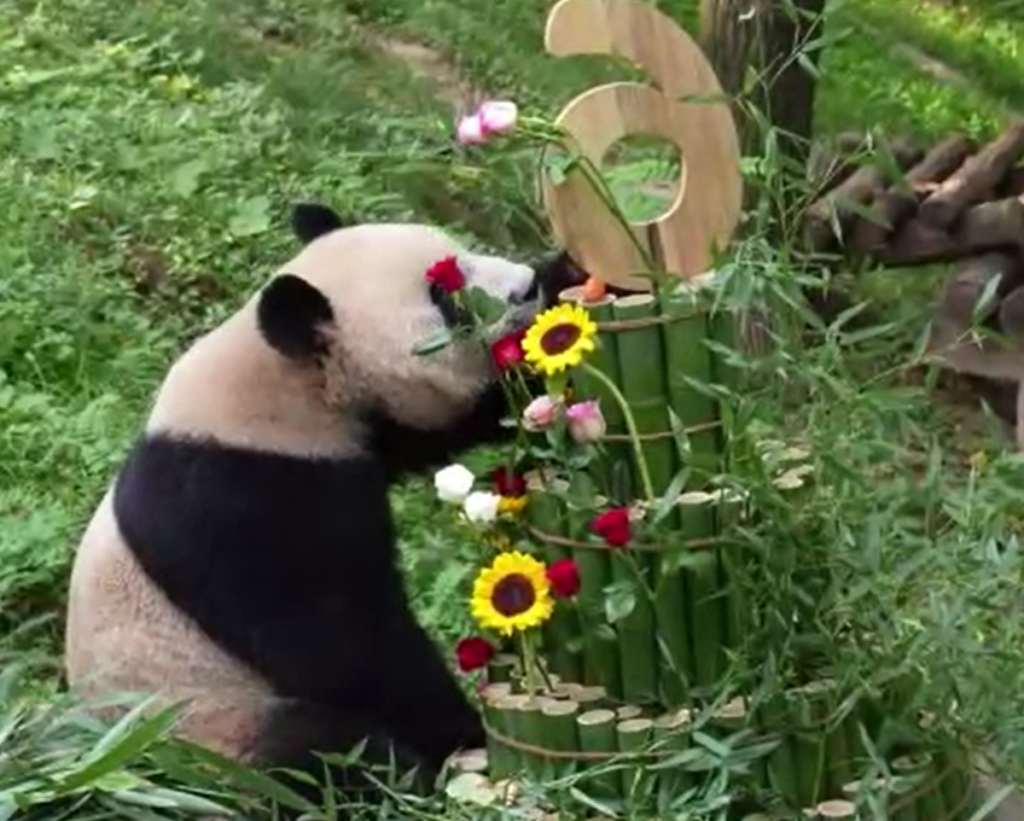 Panda Gigante celebra aniversário na China com bolo de bambus: descubra onde ficam os 42 pandas fora do país panda