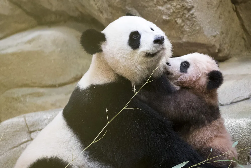 Panda Gigante celebra aniversário na China com bolo de bambus: descubra onde ficam os 42 pandas fora do país Panda Gigante celebra aniversário na China com bolo de bambus: descubra onde ficam os 42 pandas fora do país
