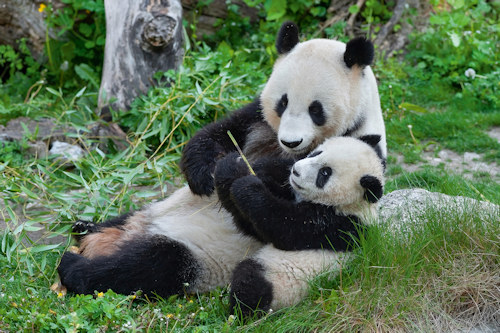 Panda Gigante celebra aniversário na China com bolo de bambus: descubra onde ficam os 42 pandas fora do país Panda Gigante celebra aniversário na China com bolo de bambus: descubra onde ficam os 42 pandas fora do país