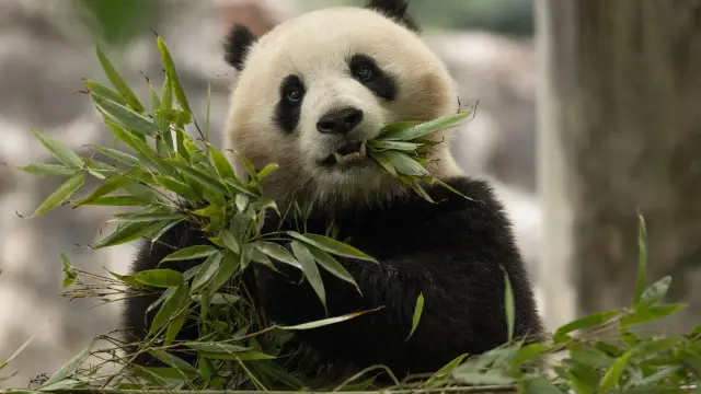 Panda Gigante celebra aniversário na China com bolo de bambus: descubra onde ficam os 42 pandas fora do país Panda Gigante celebra aniversário na China com bolo de bambus: descubra onde ficam os 42 pandas fora do país