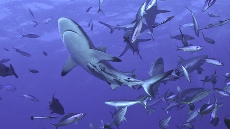 Tubarão à vista! Veja os cuidados que turistas devem ter antes de entrar no mar tubarão